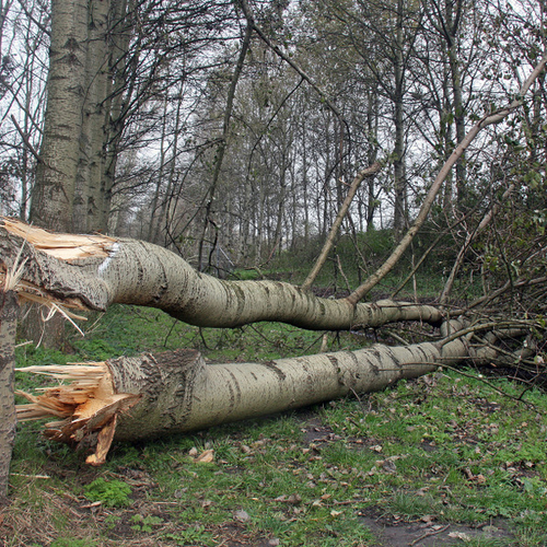 Stormschade in het bos