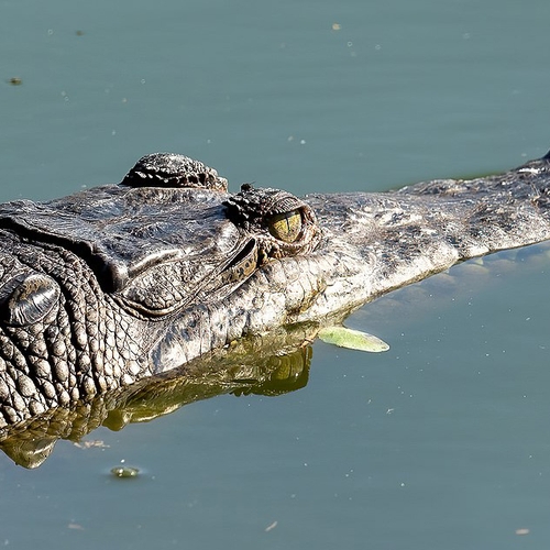 Afbeelding van Gevangen krokodil bij Bonaire is een spitssnuitkrokodil