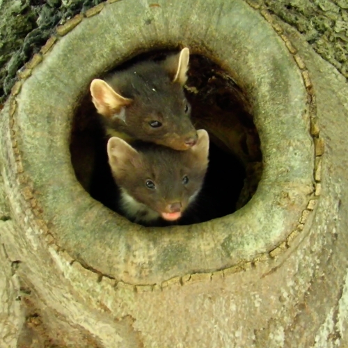 Jonge boommarter wil nest ontsnappen op zoek naar avontuur