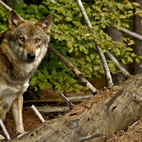 Wat doet de geur van de wolf?