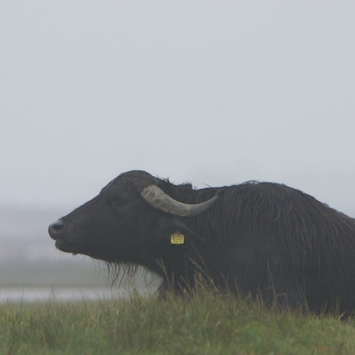 Waterbuffels in het wild