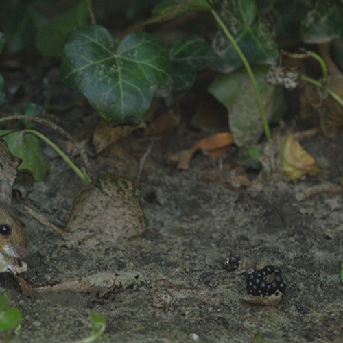 Muis in huis