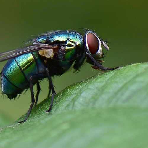 Maden van vleesvlieg eten wonden schoon