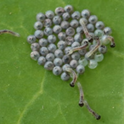 Kooluil-rupsen kruipen uit ei