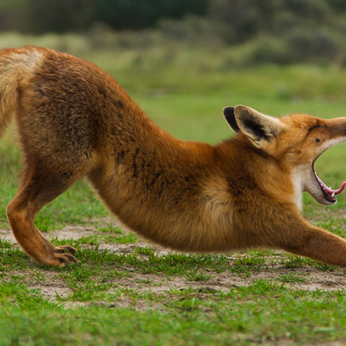 Aanstekelijk gapende dieren