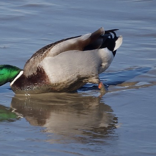 Waterschap kan nergens heen met vervuild slib