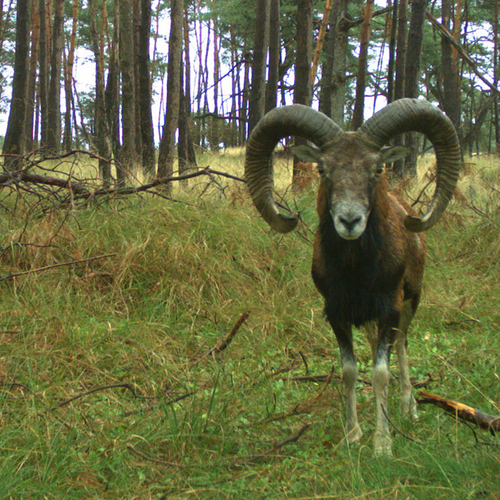 Help onderzoek: wat betekent rust voor wilde dieren?