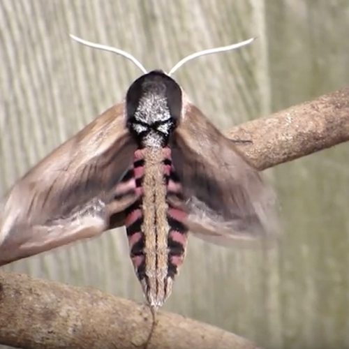 Trillende ligusterpijlstaart