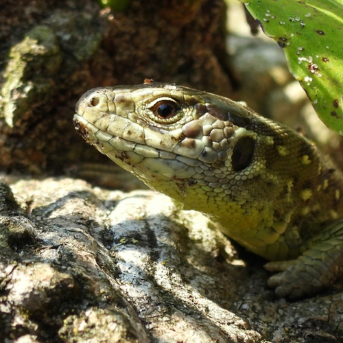 Reptielen van Nederlandse bodem