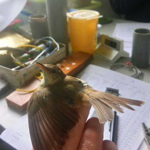 Geologgen van de kleine karekiet en bosrietzanger