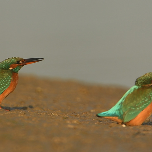 Zelf Geschoten: onzekere ijsvogels