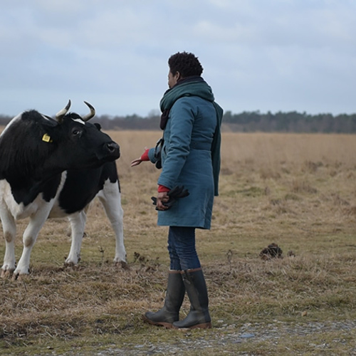 Making-of: Lentekou in de Maasduinen