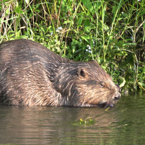 Ruimte voor de bever