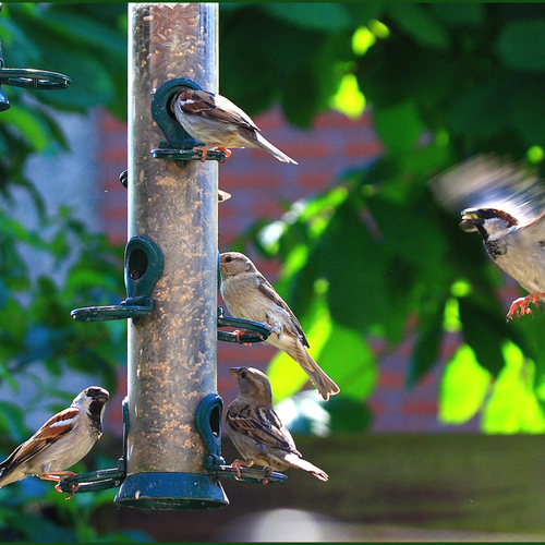 Extra woonruimte voor vogels en vleermuizen