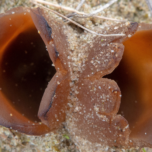 Zandtulpje, uitvaart van het holoceen, bergeend, fenolijn en overige radio-onderwerpen