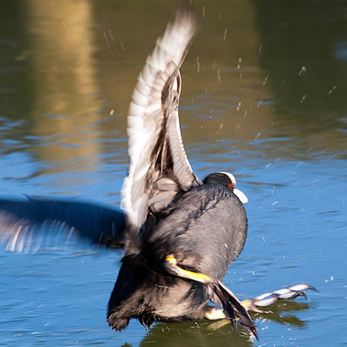 Dieren glibberen op het ijs