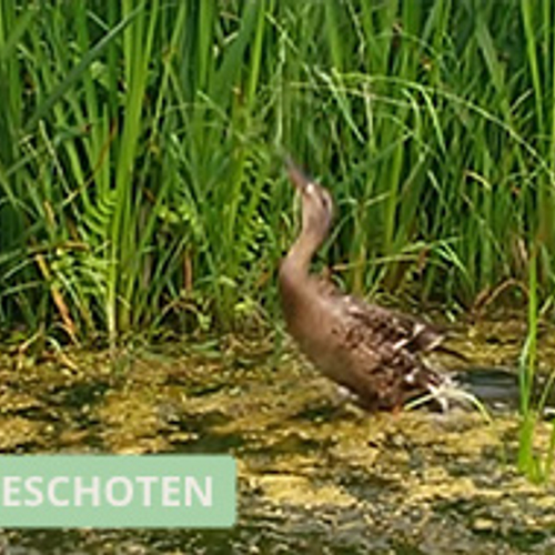 Eend springt op voor lekker hapje