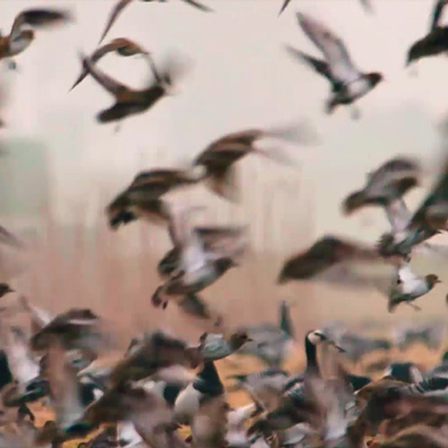 Achter de schermen: Kliffen in Friesland