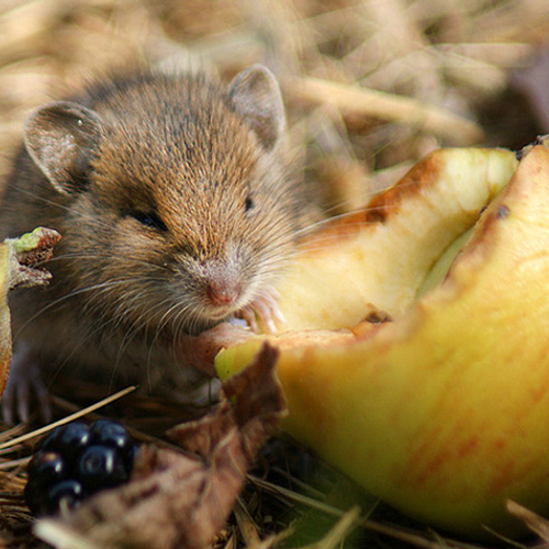 Stadsmormels: muis in de stad