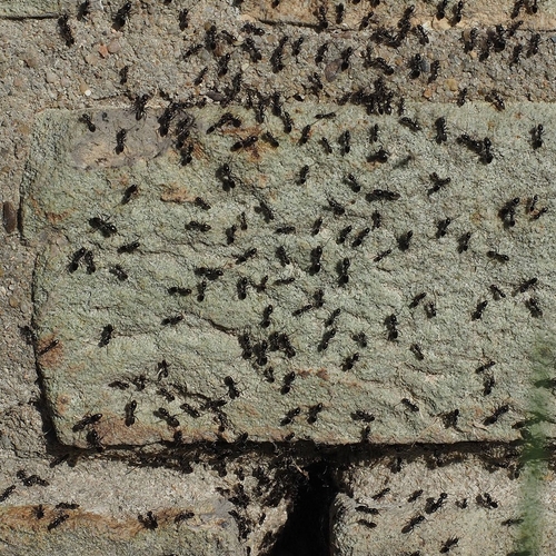 Tuincentra belangrijke bron van verspreiding exotische mieren