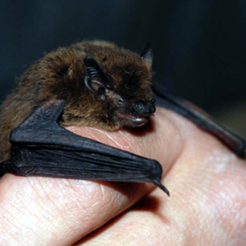 Zeldzame vleermuis in Zeeuwse bunker