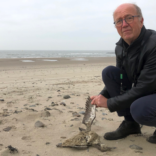 Ode aan de dode zeekoeten