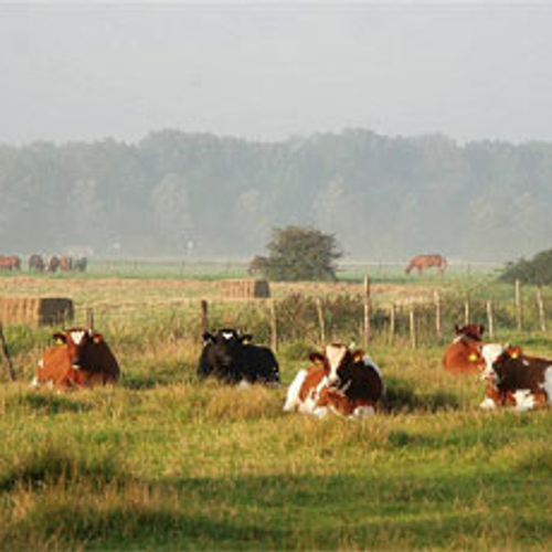 'Boeren verwijzen mestakkoord naar kliko'