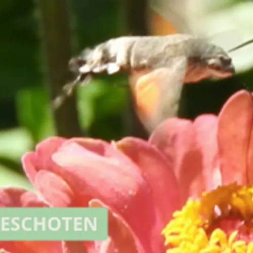 Najaar vol kolibrievlinders