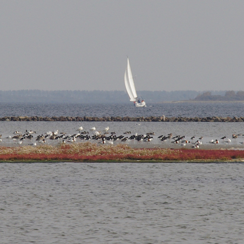 Delta cruciaal voor vogels