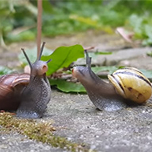 Tuinslakken versieren elkaar