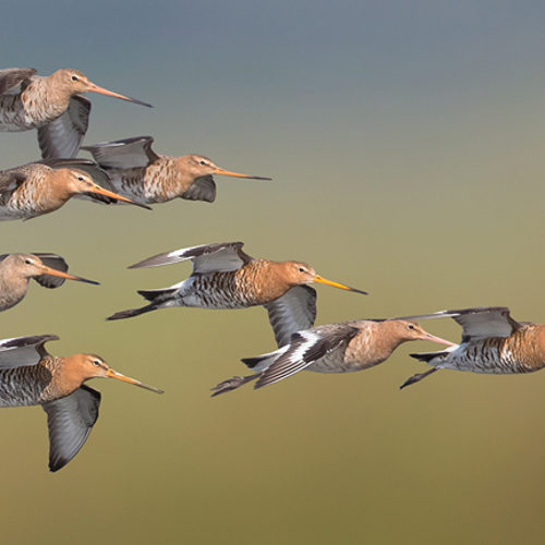 Natuurmonumenten slaat alarm over weidevogel