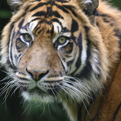 Wereld Natuur Fonds introduceert opnieuw tijgers in Kazachstan