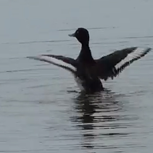 Nieuwe variant vogelgriep bij wilde vogels