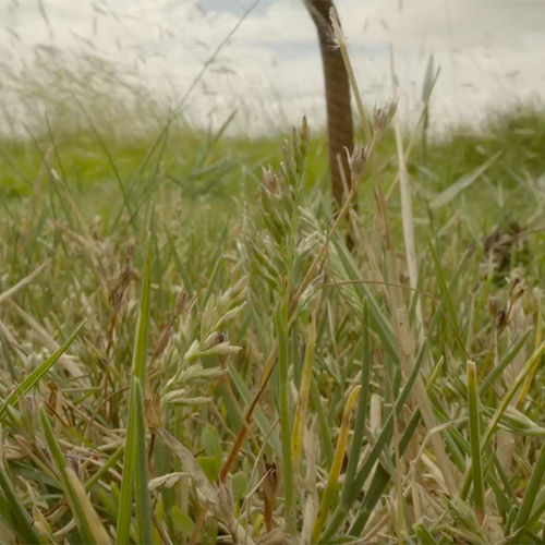 Afbeelding van Zeldzame zoutplanten terugbrengen in de Yerseke Moer