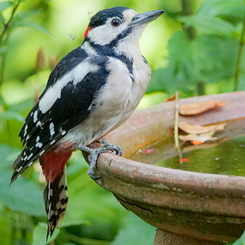 Afbeelding van Fenolijn 18 januari 2026