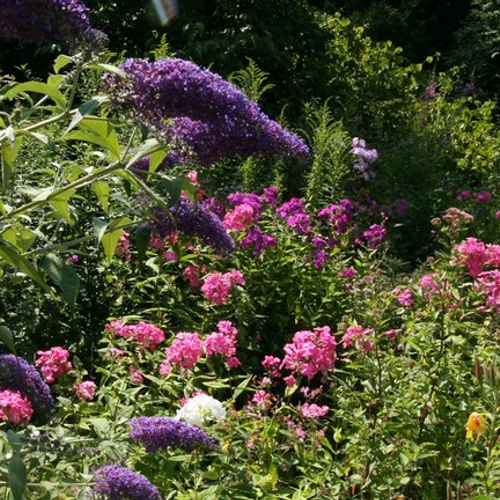 Deze 26 planten maken van je tuin een groen paradijsje