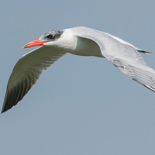 Reuzensterns op Steile bank