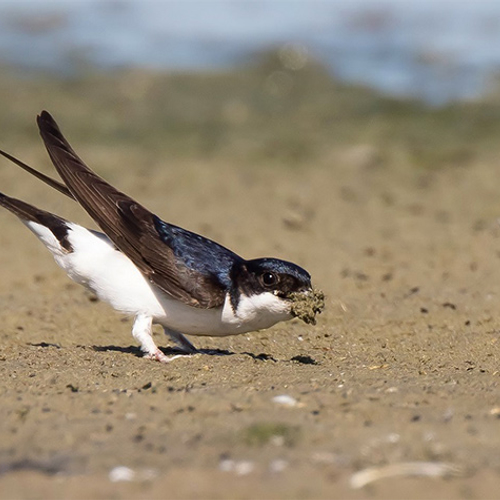 Cursus vogelzang: huiszwaluw