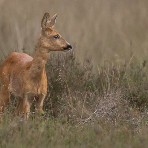 OM eist 2 jaar cel voor illegaal doden dieren