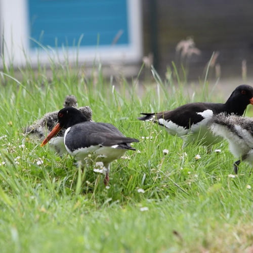 Update: De jonge scholeksters uit Skrok