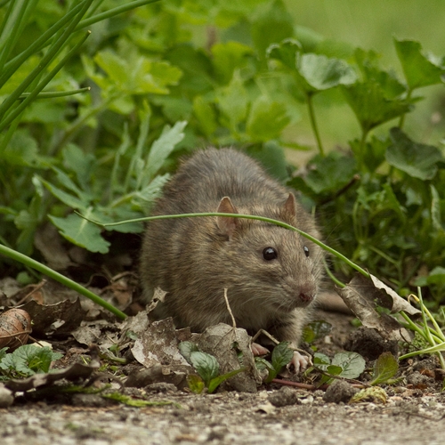 Afbeelding van Terschelling pakt rattenplaag aan door afschieten