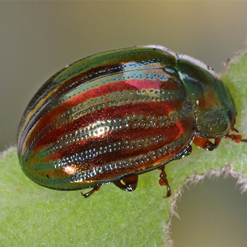 Rozemarijngoudhaantje : een wonderschone exoot