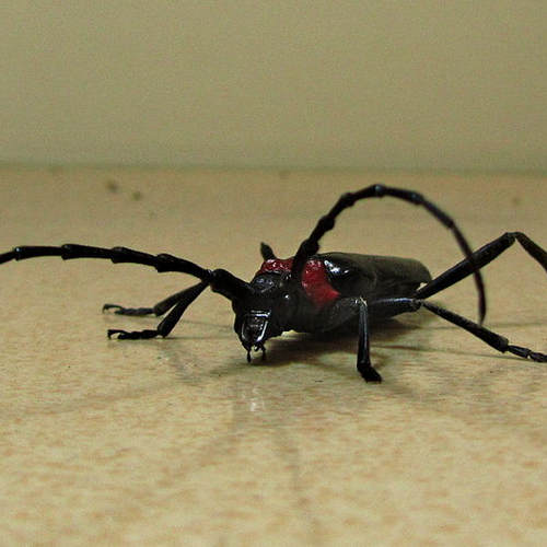 Boktor bedreigd de Japanse kersenbloem