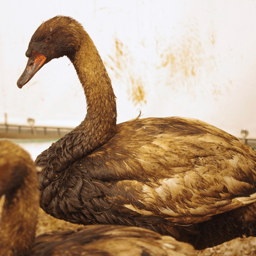 Vogelwasstraat voor besmeurde vogels