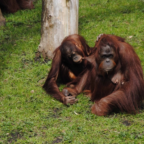 Nederlandse orang-oetanonderzoeker niet meer welkom in Indonesië
