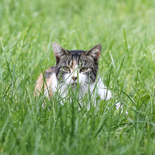 Afbeelding van Katten en gezelschapsvogels lopen risico door vogelgriep