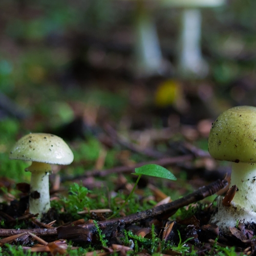 Jaarlijks twintig mensen vergiftigd door eten van paddenstoelen