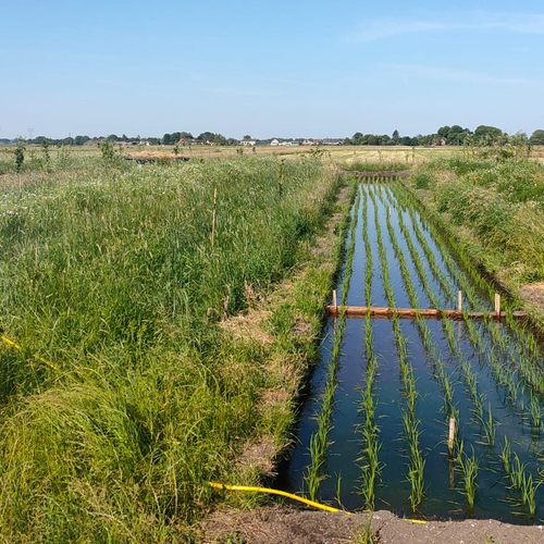 Is polderrijst de toekomst van de landbouw?