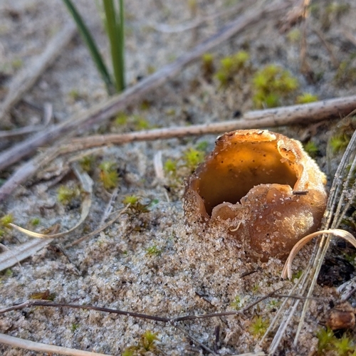 In de duinen is het nú paddenstoelentijd