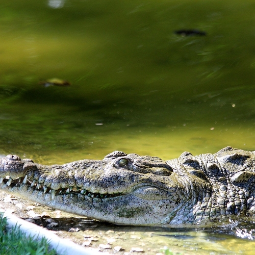 Krokodil wekt opschudding op Bonaire